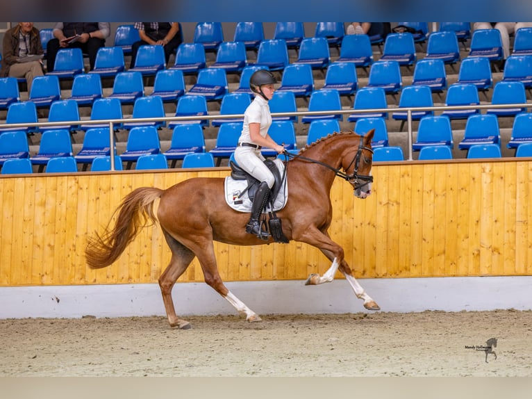 Niemiecki kuc wierzchowy Klacz 4 lat 148 cm Kasztanowata in Neuenhaus