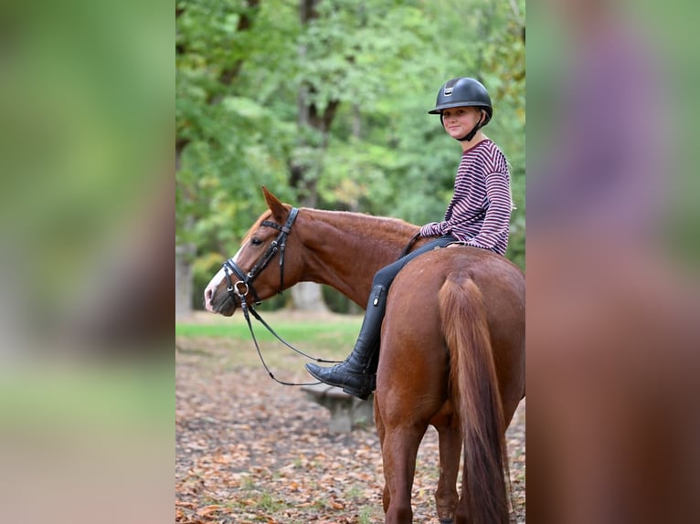 Niemiecki kuc wierzchowy Klacz 4 lat 148 cm Kasztanowata in Schopfheim