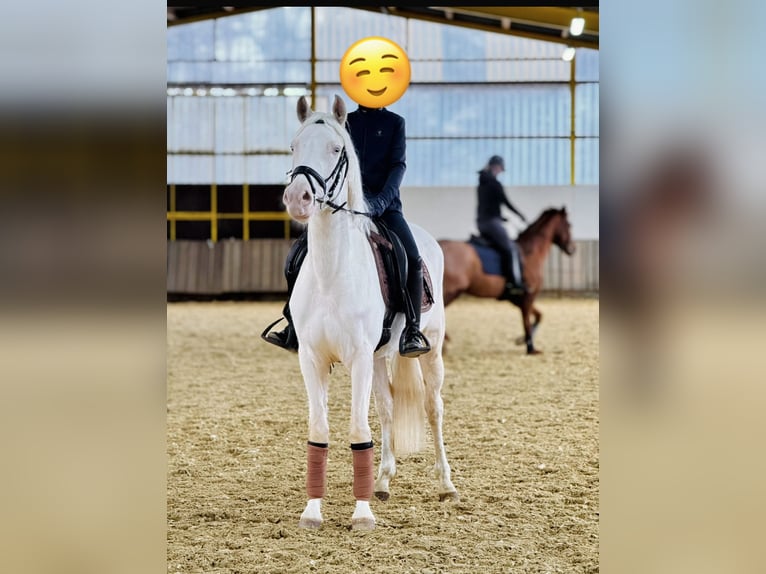 Niemiecki kuc wierzchowy Klacz 4 lat 148 cm Perlino in Sendenhorst