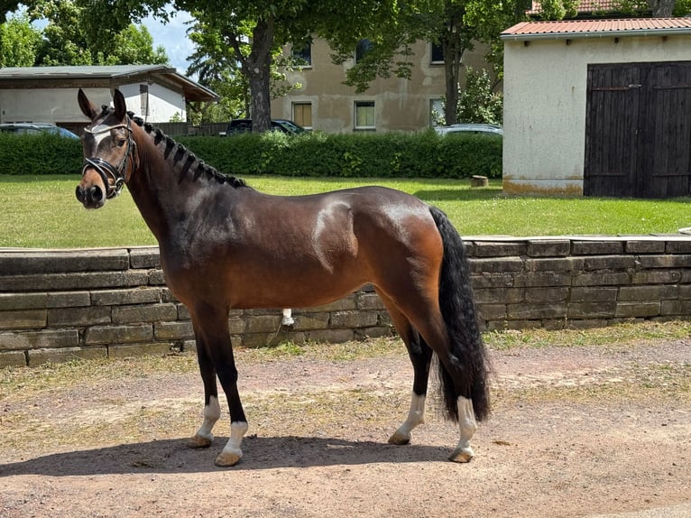 Niemiecki kuc wierzchowy Klacz 4 lat 150 cm Gniada in Wegeleben