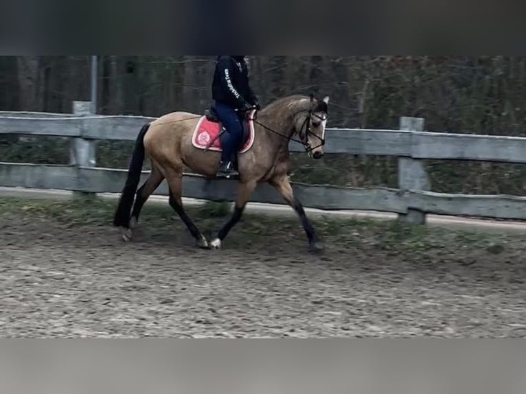 Niemiecki kuc wierzchowy Klacz 4 lat 150 cm Jelenia in Diestelow