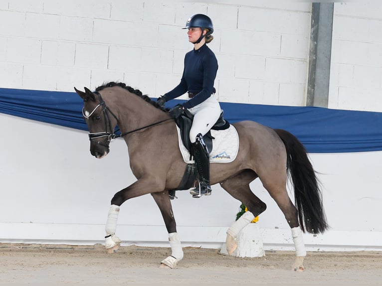 Niemiecki kuc wierzchowy Klacz 4 lat 150 cm Kara in Marsberg