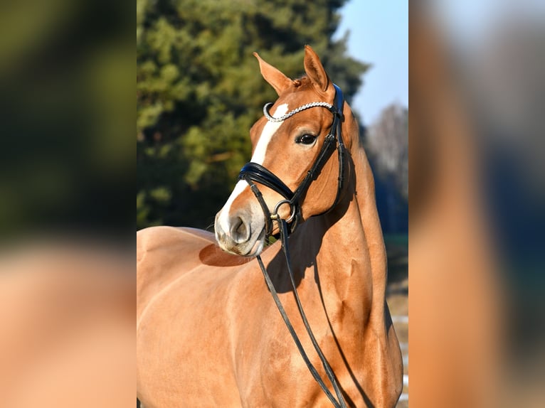 Niemiecki kuc wierzchowy Klacz 4 lat 151 cm Kasztanowata in Kamern