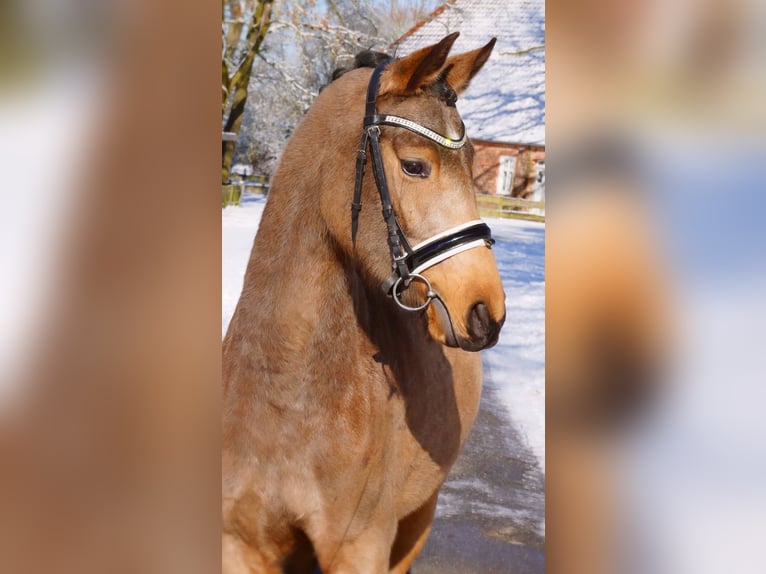 Niemiecki kuc wierzchowy Klacz 4 lat 152 cm Jelenia in Ludwigslust