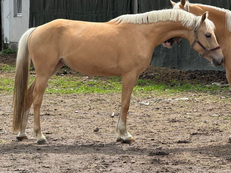 Niemiecki kuc wierzchowy Klacz 4 lat 153 cm Izabelowata in Treuenbrietzen