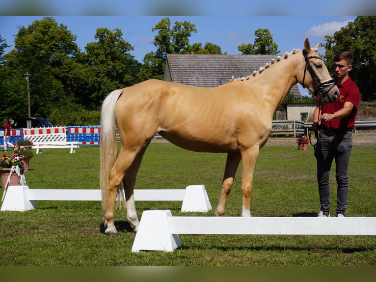 Niemiecki kuc wierzchowy Klacz 4 lat 153 cm Izabelowata in Treuenbrietzen