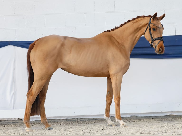 Niemiecki kuc wierzchowy Klacz 4 lat 155 cm Kasztanowata in Marsberg