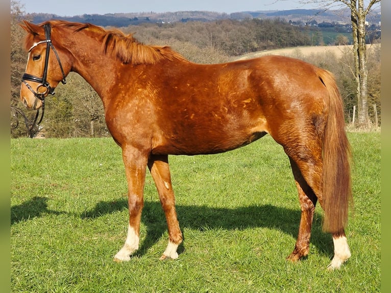 Niemiecki kuc wierzchowy Klacz 4 lat 156 cm Kasztanowata in Ruppichteroth