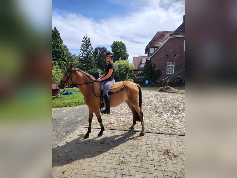 Niemiecki kuc wierzchowy Klacz 4 lat  in Ritterhude