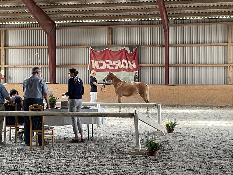 Niemiecki kuc wierzchowy Klacz 5 lat 135 cm Kasztanowata in Lubmin