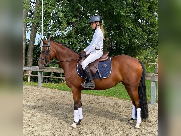 Niemiecki kuc wierzchowy Klacz 5 lat 138 cm in S&#xFC;derl&#xFC;gum,