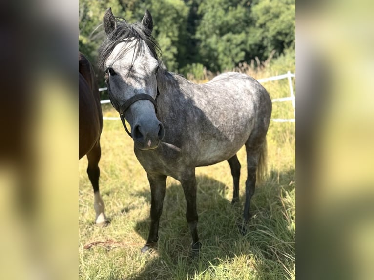 Niemiecki kuc wierzchowy Klacz 5 lat 138 cm Siwa jabłkowita in Coburg