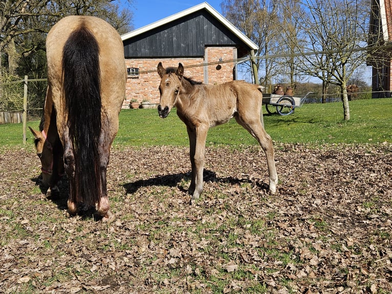 Niemiecki kuc wierzchowy Klacz 5 lat 140 cm Jelenia in Itterbeck