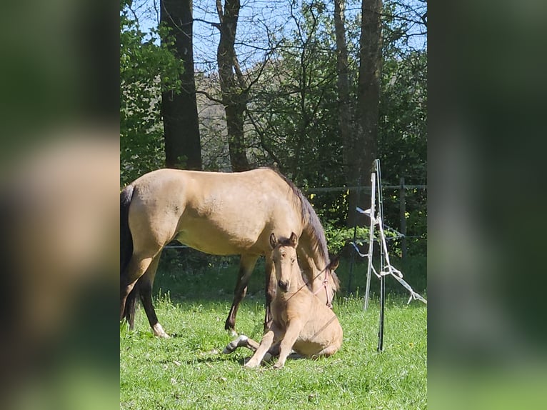 Niemiecki kuc wierzchowy Klacz 5 lat 140 cm Jelenia in Itterbeck