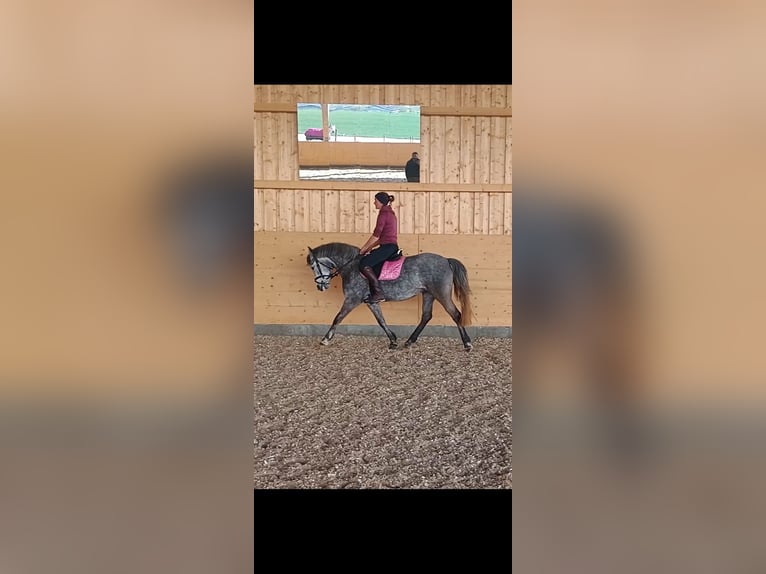 Niemiecki kuc wierzchowy Klacz 5 lat 140 cm Siwa in Schwaigern