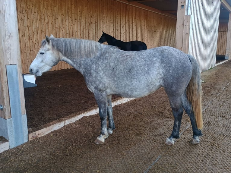 Niemiecki kuc wierzchowy Klacz 5 lat 140 cm Siwa in Schwaigern