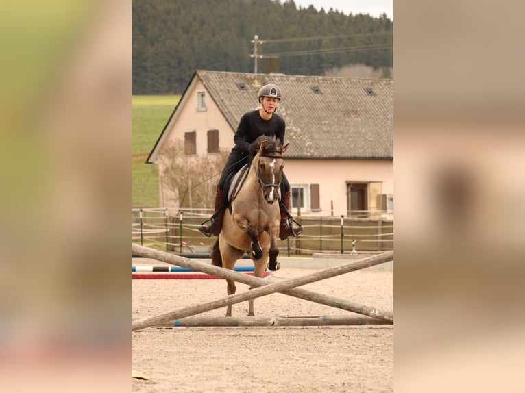Niemiecki kuc wierzchowy Klacz 5 lat 141 cm Bułana in Bad Dürrheim