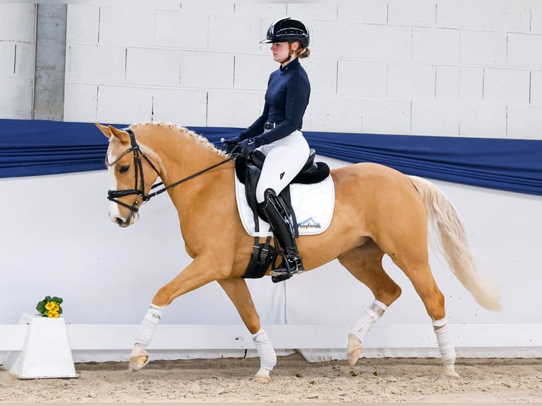 Niemiecki kuc wierzchowy Klacz 5 lat 142 cm Izabelowata in Marsberg