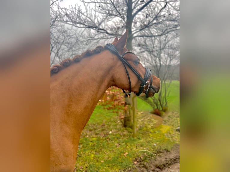 Niemiecki kuc wierzchowy Klacz 5 lat 143 cm Ciemnokasztanowata in Lingen