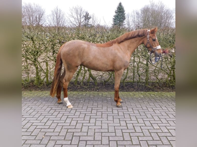 Niemiecki kuc wierzchowy Klacz 5 lat 143 cm Ciemnokasztanowata in Lingen