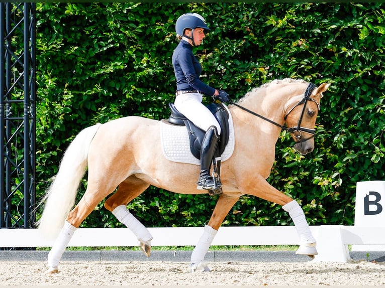 Niemiecki kuc wierzchowy Klacz 5 lat 143 cm Izabelowata in Marsberg