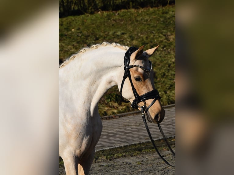 Niemiecki kuc wierzchowy Klacz 5 lat 144 cm Izabelowata in Fürstenau