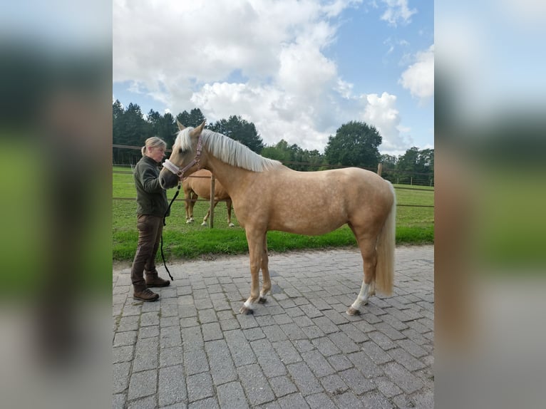 Niemiecki kuc wierzchowy Klacz 5 lat 144 cm Izabelowata in Datteln