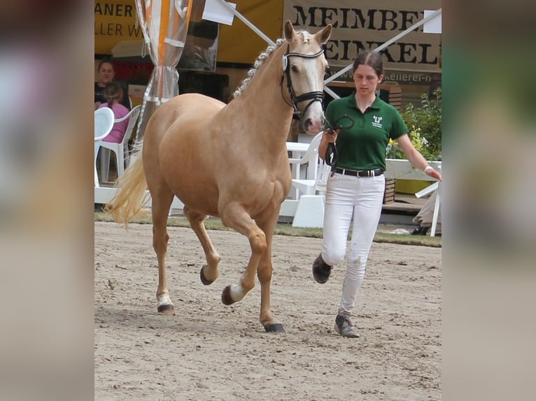 Niemiecki kuc wierzchowy Klacz 5 lat 144 cm Izabelowata in T&#xF6;nisvorst
