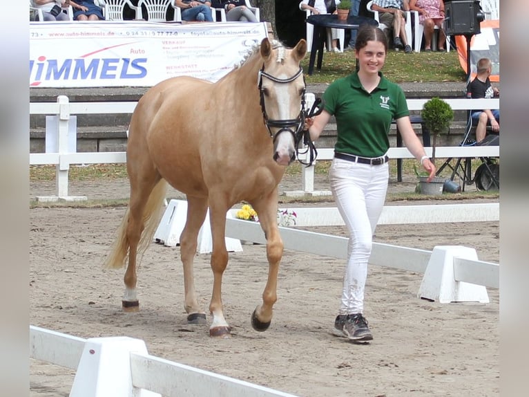 Niemiecki kuc wierzchowy Klacz 5 lat 144 cm Izabelowata in T&#xF6;nisvorst
