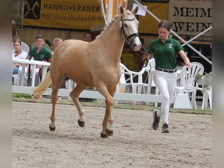 Niemiecki kuc wierzchowy Klacz 5 lat 144 cm Izabelowata in T&#xF6;nisvorst