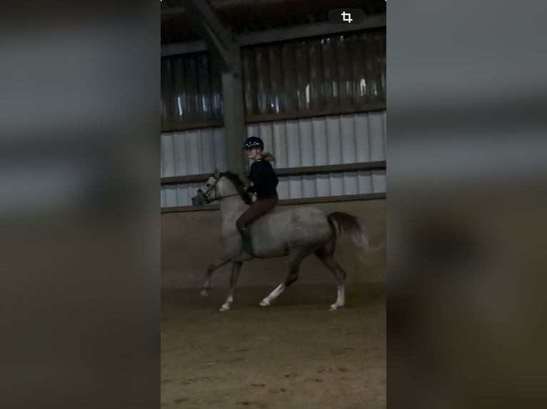 Niemiecki kuc wierzchowy Klacz 5 lat 144 cm Jelenia in Kiel