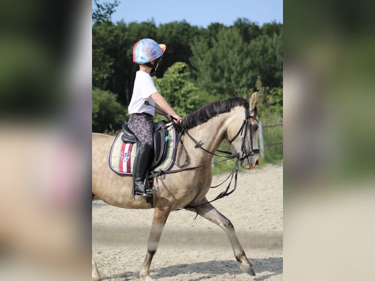 Niemiecki kuc wierzchowy Klacz 5 lat 144 cm Jelenia in Kiel