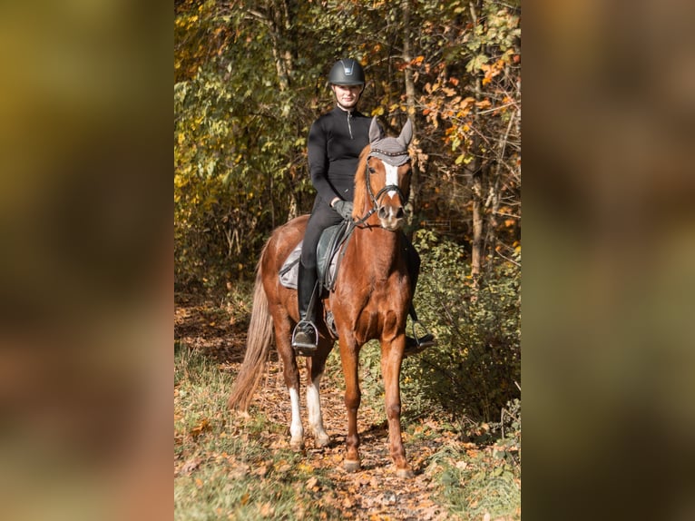 Niemiecki kuc wierzchowy Klacz 5 lat 144 cm Kasztanowata in Eckersdorf