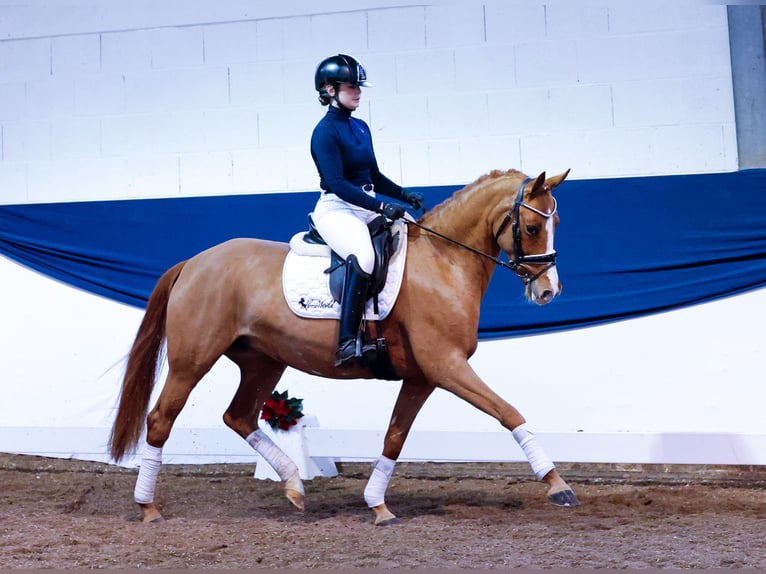 Niemiecki kuc wierzchowy Klacz 5 lat 144 cm Kasztanowata in Marsberg