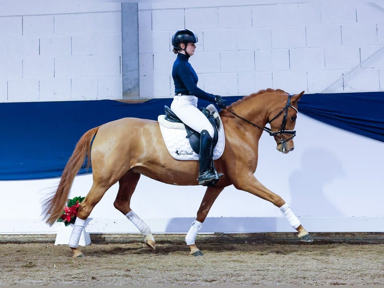 Niemiecki kuc wierzchowy Klacz 5 lat 144 cm Kasztanowata in Marsberg