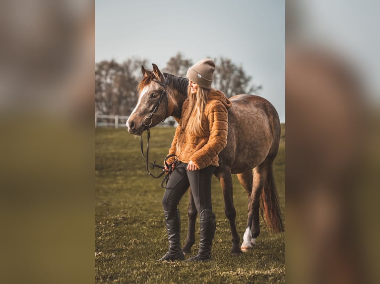 Niemiecki kuc wierzchowy Klacz 5 lat 145 cm Bułana in Feldkirch