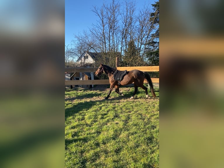 Niemiecki kuc wierzchowy Klacz 5 lat 145 cm Ciemnogniada in Daberkow