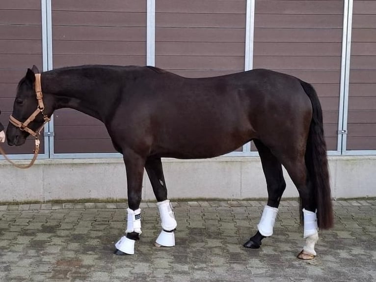 Niemiecki kuc wierzchowy Klacz 5 lat 145 cm Ciemnokasztanowata in Dorsten