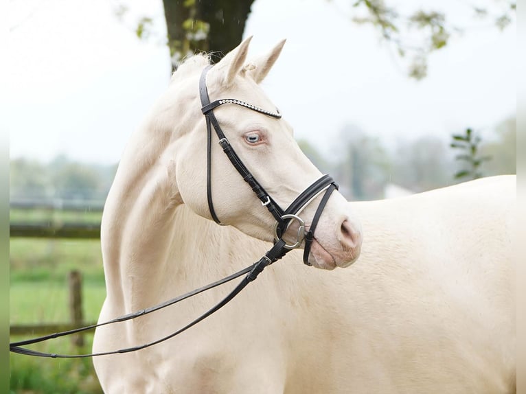 Niemiecki kuc wierzchowy Klacz 5 lat 145 cm Cremello in Bocholt