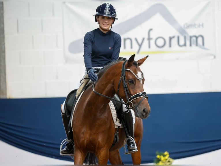 Niemiecki kuc wierzchowy Klacz 5 lat 145 cm Gniada in Marsberg