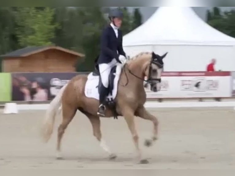 Niemiecki kuc wierzchowy Klacz 5 lat 145 cm Izabelowata in Haren