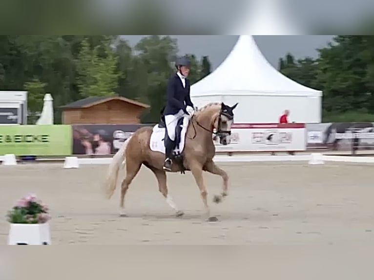 Niemiecki kuc wierzchowy Klacz 5 lat 145 cm Izabelowata in Haren