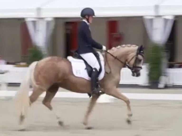 Niemiecki kuc wierzchowy Klacz 5 lat 145 cm Izabelowata in Haren