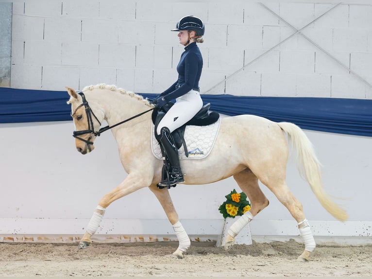 Niemiecki kuc wierzchowy Klacz 5 lat 145 cm Izabelowata in Marsberg