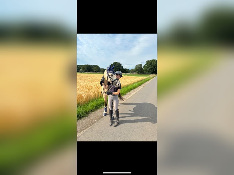 Niemiecki kuc wierzchowy Klacz 5 lat 145 cm Jelenia in Wesel