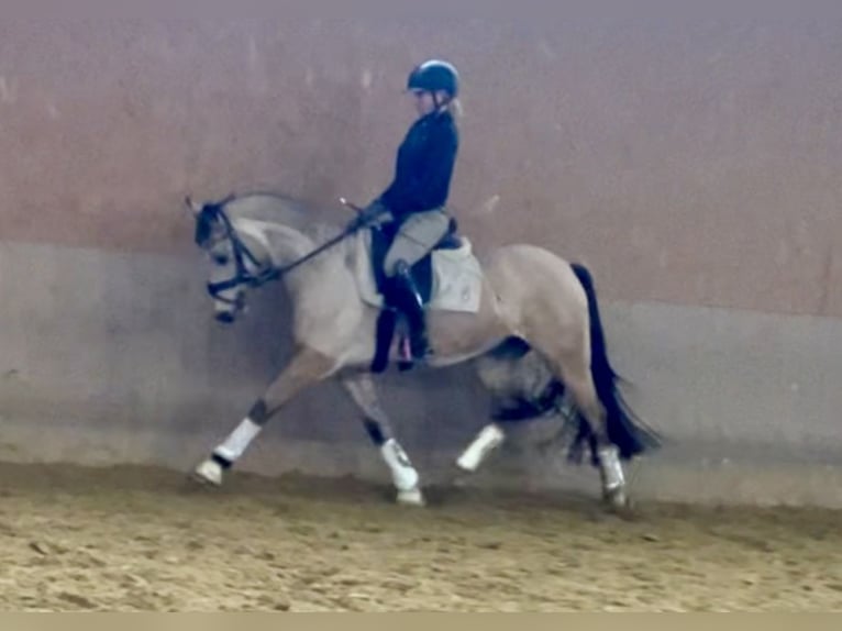 Niemiecki kuc wierzchowy Klacz 5 lat 146 cm Bułana in Rosendahl