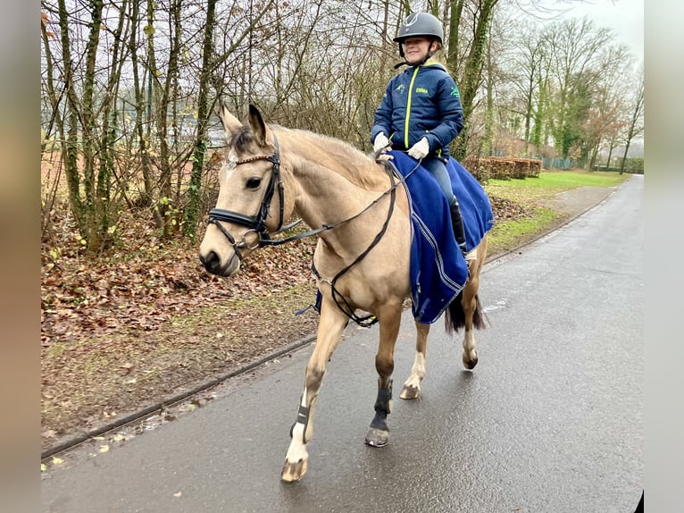 Niemiecki kuc wierzchowy Klacz 5 lat 146 cm Bułana in Rosendahl
