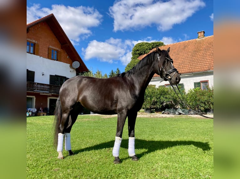 Niemiecki kuc wierzchowy Klacz 5 lat 146 cm Ciemnogniada in Sankt Margarethen an der Raab