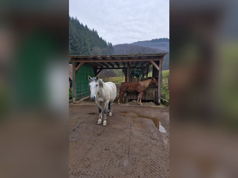 Niemiecki kuc wierzchowy Mix Klacz 5 lat 146 cm Kasztanowata in Schuttertal