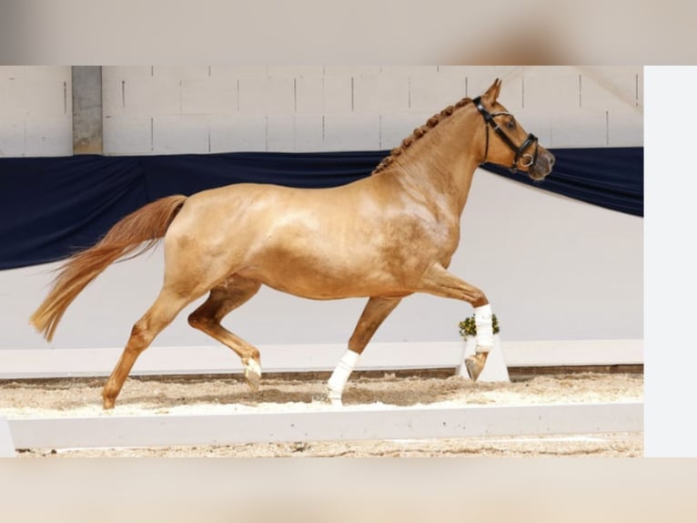 Niemiecki kuc wierzchowy Klacz 5 lat 147 cm Bułana in F&#xFC;rstenfeldbruck